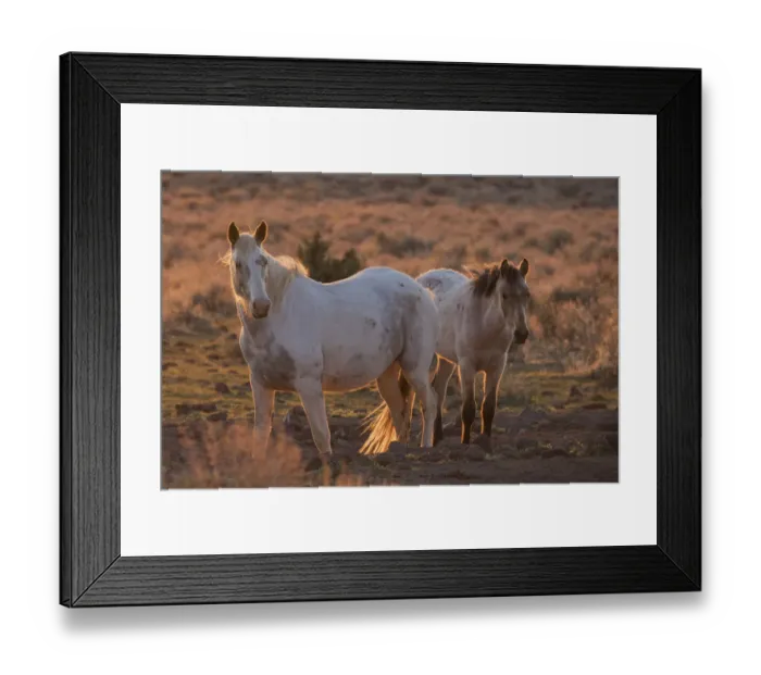 Framed Print : Wild horses at sunset