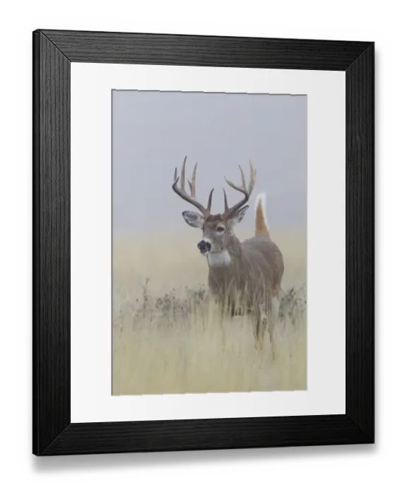 Framed Print : White-tail deer buck