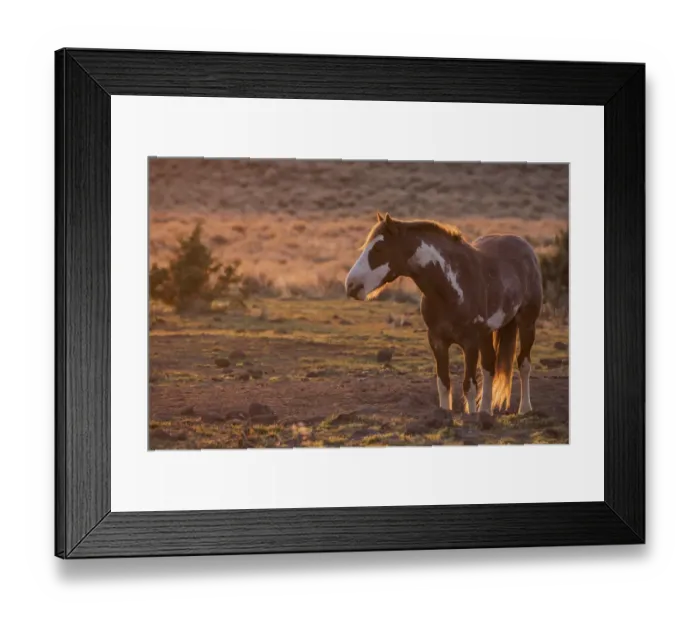 Framed Print : Wild horse at mineral lick Framed Print : Wild horse at mineral lick