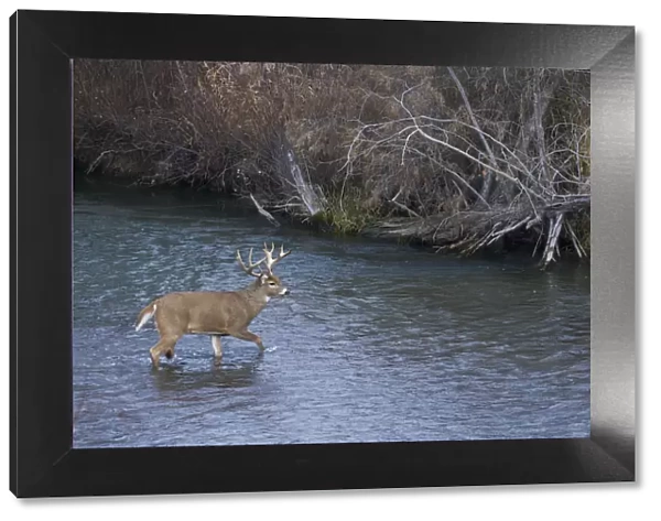White-tail deer buck crossing river