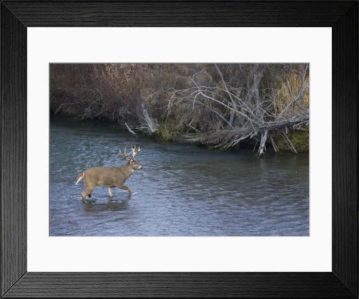 Framed Print : White-tail deer buck crossing river Framed Print : White-tail deer buck crossing river