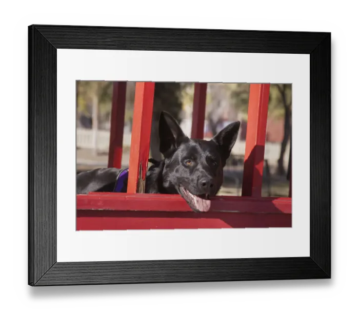 Framed Print : German Shepherd (PR)