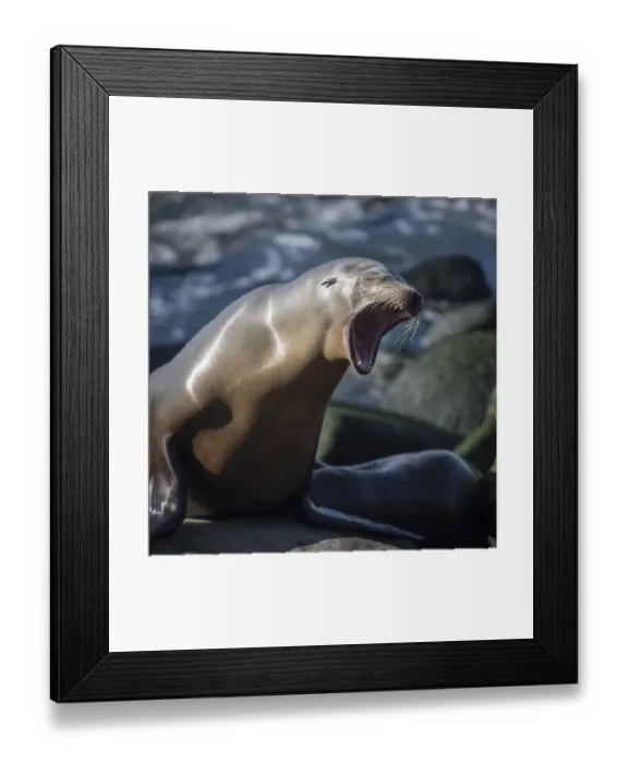 Framed Print : Roaring sea lion on the rocks off the Pacific Ocean Framed Print : Roaring sea lion on the rocks off the Pacific Ocean