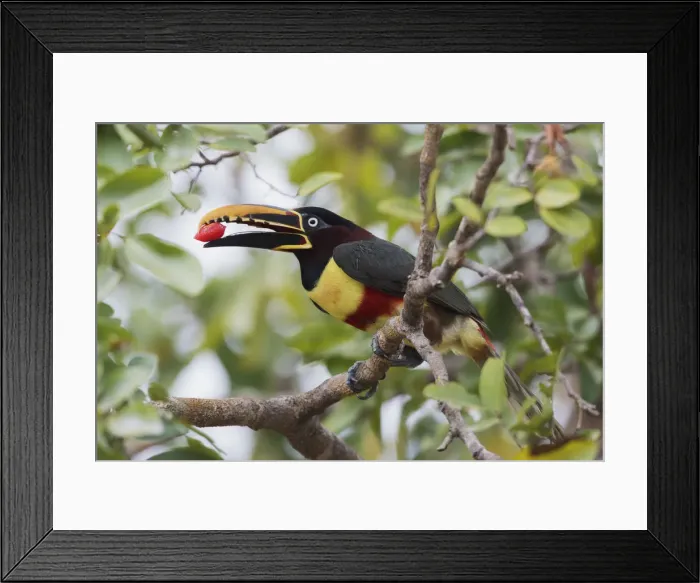 Framed Print : Chestnut-eared aracari with fruit meal Framed Print : Chestnut-eared aracari with fruit meal
