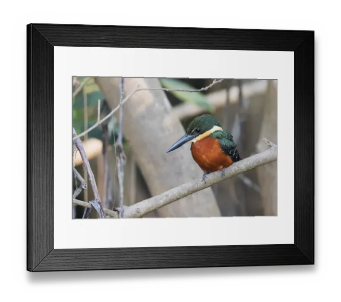 Framed Print : Green and rufous kingfisher Framed Print : Green and rufous kingfisher