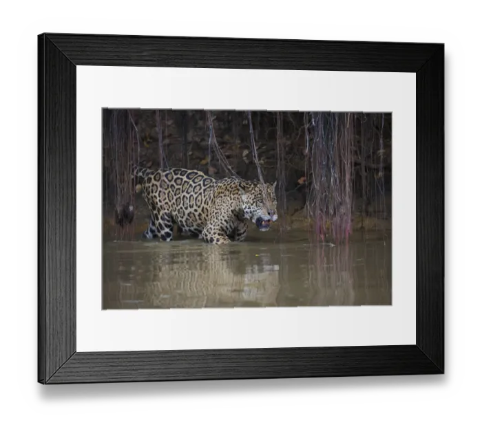 Framed Print : Jaguar stalking