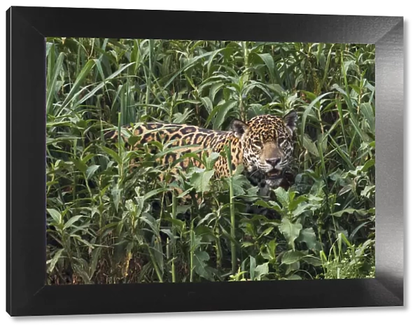 Jaguar emerging from tall vegetation