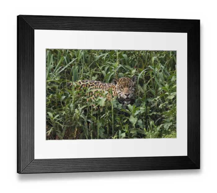 Framed Print : Jaguar emerging from tall vegetation Framed Print : Jaguar emerging from tall vegetation