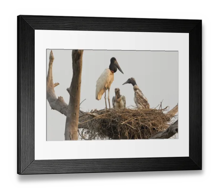 Framed Print : Jabiru stork on nest with chicks Framed Print : Jabiru stork on nest with chicks