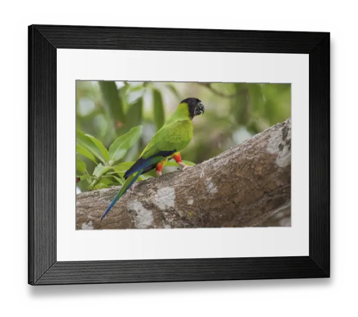 Framed Print : Nanday parakeet Framed Print : Nanday parakeet