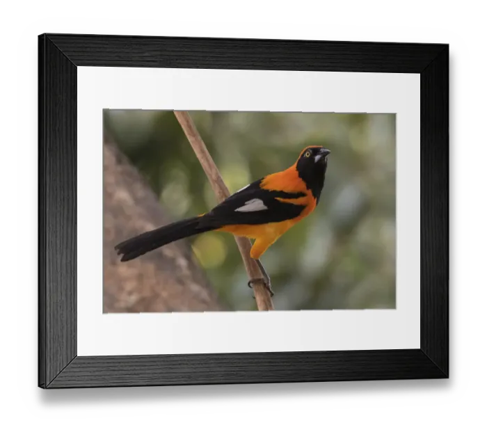 Framed Print : Orange-backed troupial