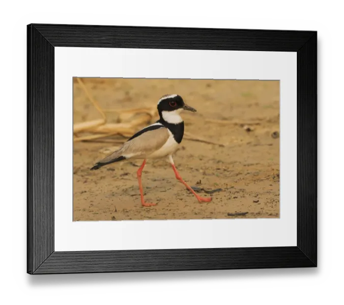 Framed Print : Pied lapwing strolling the rivers edge