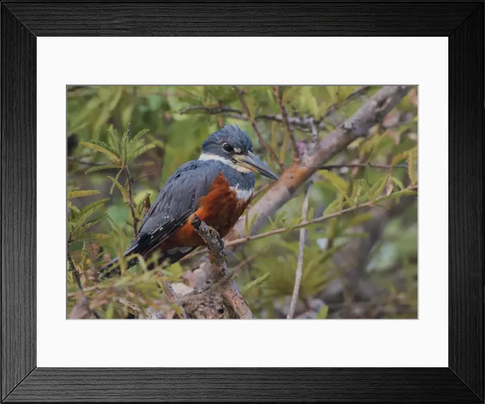 Framed Print : Ringed kingfisher