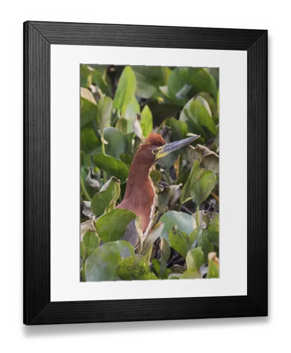 Framed Print : Tiger rufescent heron