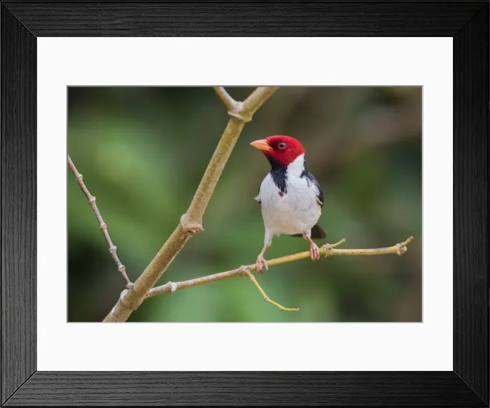 Framed Print : Yellow-billed cardinal Framed Print : Yellow-billed cardinal