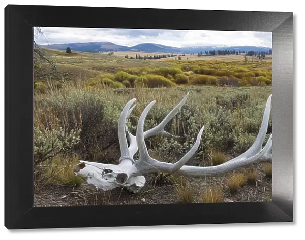 Rocky Mountain elk skull