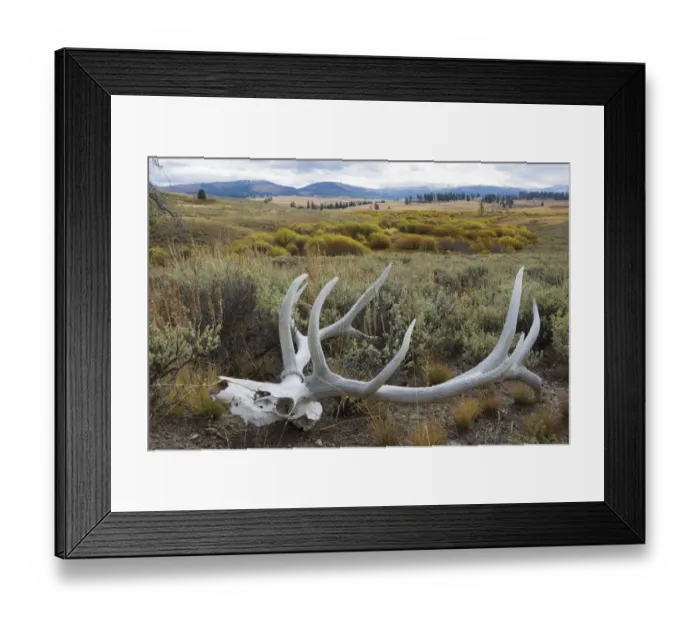 Framed Print : Rocky Mountain elk skull