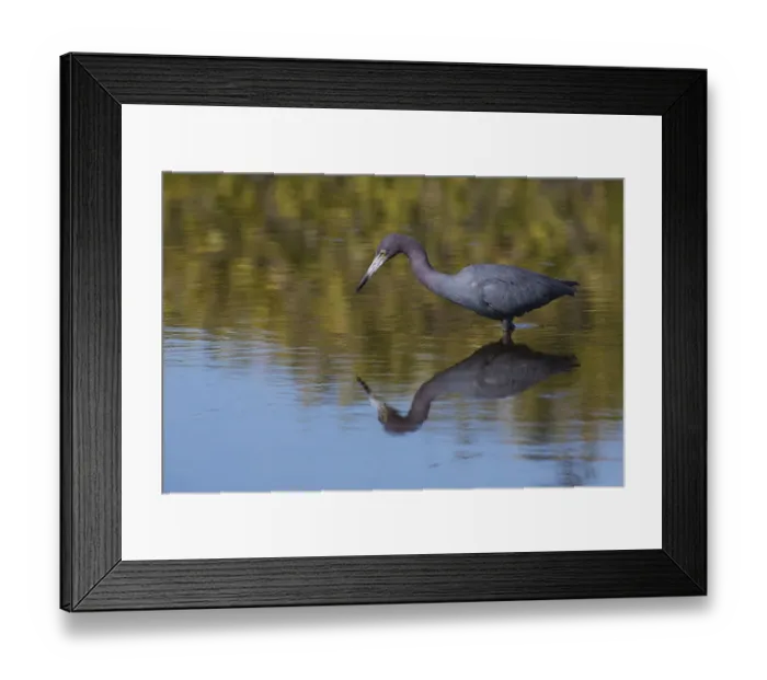 Framed Print : Little blue heron stalking Framed Print : Little blue heron stalking