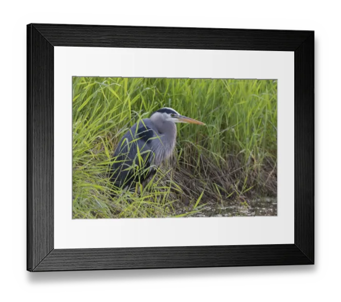 Framed Print : Great blue heron Framed Print : Great blue heron