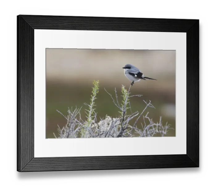 Framed Print : Loggerhead shrike