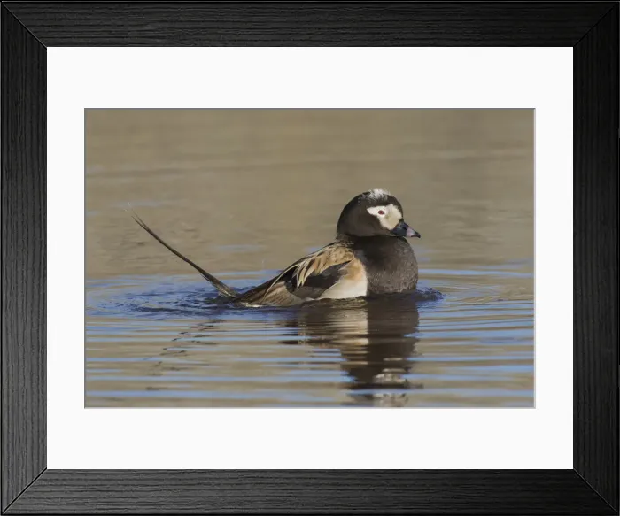 Framed Print : Long-tailed duck territory display Framed Print : Long-tailed duck territory display