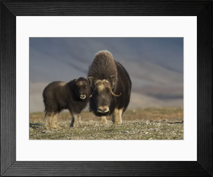 Framed Print : Musk ox with calf