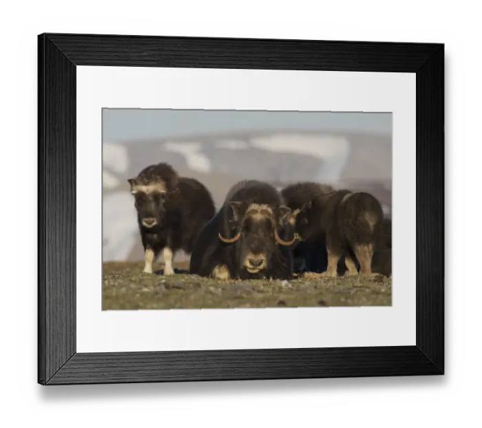 Framed Print : Musk ox, Arctic tundra