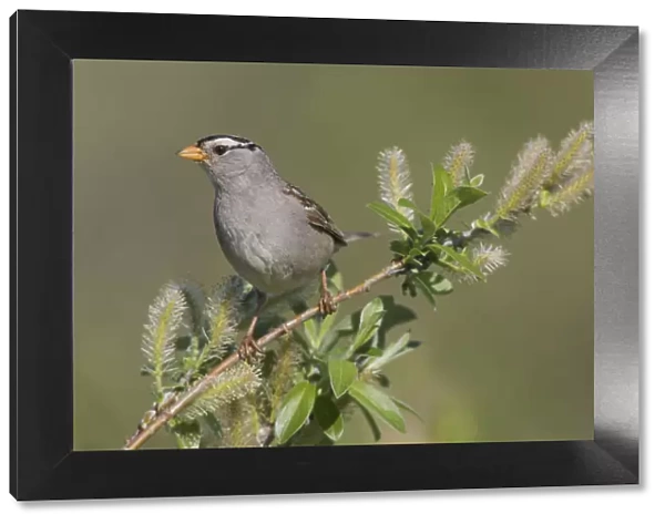 White-crowned sparrow, sub-arctic willow