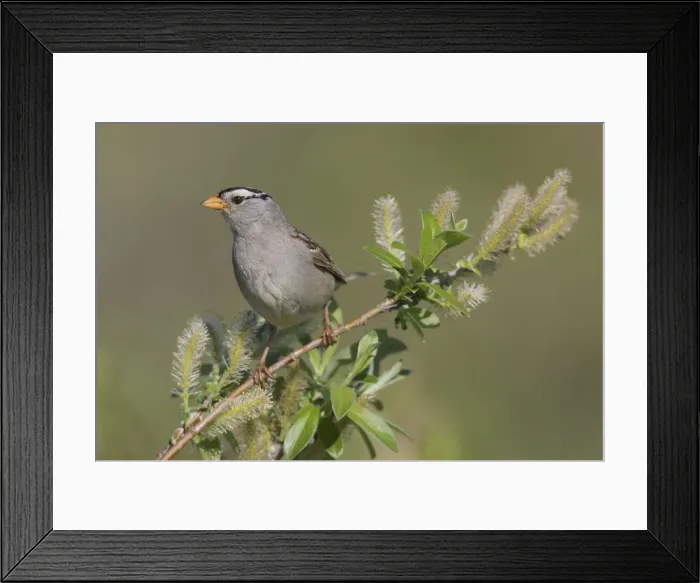 Framed Print : White-crowned sparrow, sub-arctic willow