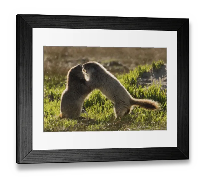 Framed Print : Olympic marmot youngsters playing