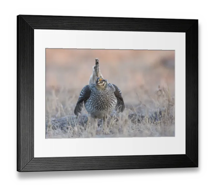 Framed Print : Sharp-tailed grouse claiming lek territory Framed Print : Sharp-tailed grouse claiming lek territory