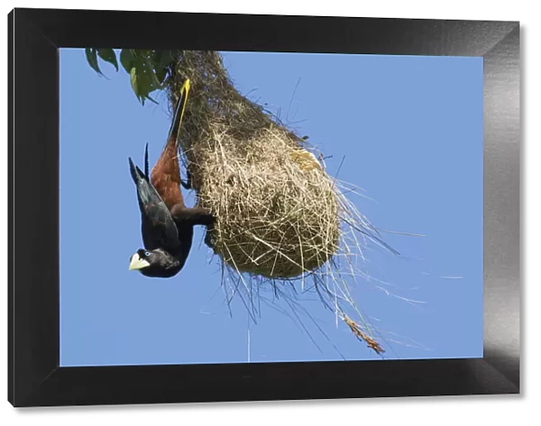 Crested oropendola hanging on side of nest