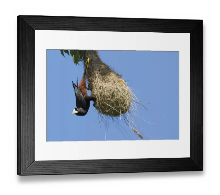 Framed Print : Crested oropendola hanging on side of nest Framed Print : Crested oropendola hanging on side of nest
