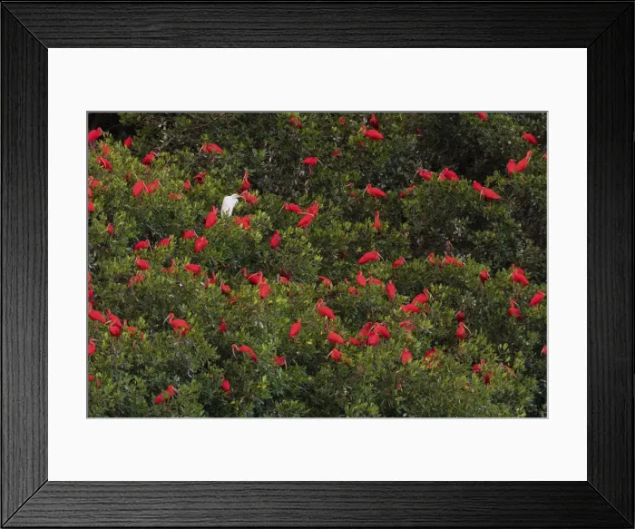 Framed Print : Scarlet Ibiss roosting Framed Print : Scarlet Ibiss roosting