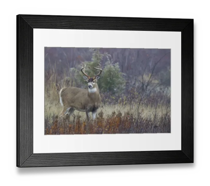 Framed Print : White-tail deer buck