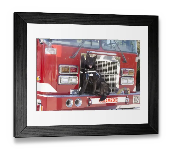 Framed Print : German Shepherd (PR) Framed Print : German Shepherd (PR)