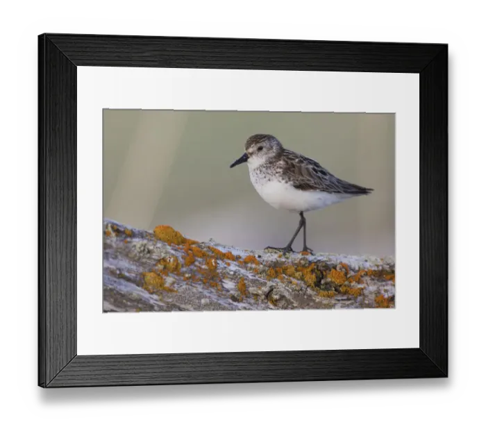 Framed Print : Semipalmated sandpiper Framed Print : Semipalmated sandpiper