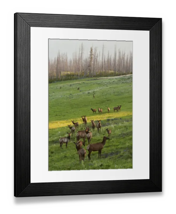 Framed Print : Rocky Mountain elk herd, Spring sunrise Framed Print : Rocky Mountain elk herd, Spring sunrise