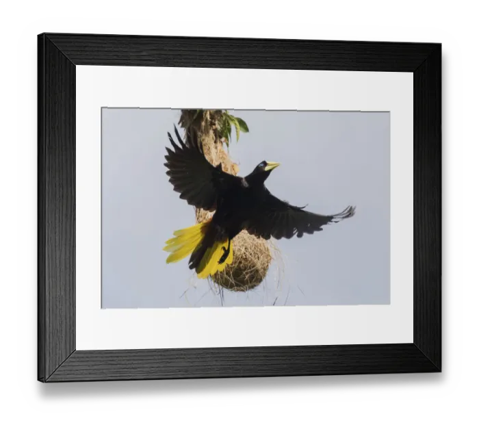 Framed Print : Crested oropendola leaving nest