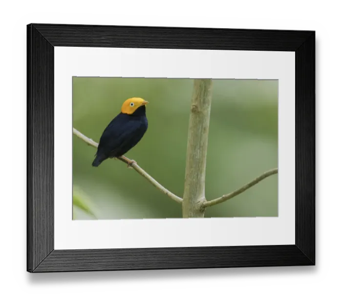 Framed Print : Golden-headed manakin Framed Print : Golden-headed manakin