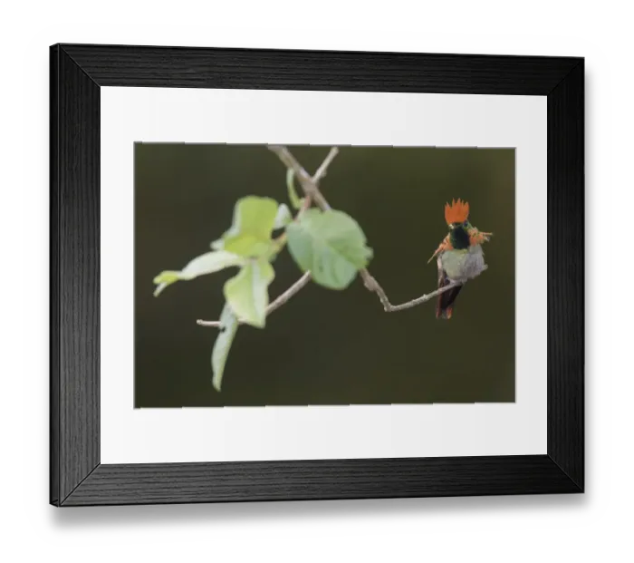 Framed Print : Tufted coquette Framed Print : Tufted coquette