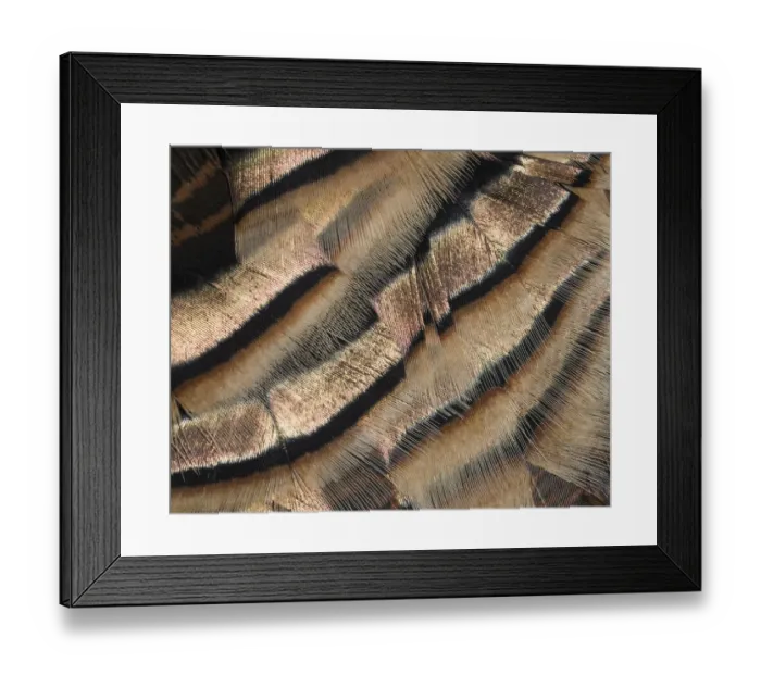 Framed Print : Close-up of wild turkey tail feathers Framed Print : Close-up of wild turkey tail feathers
