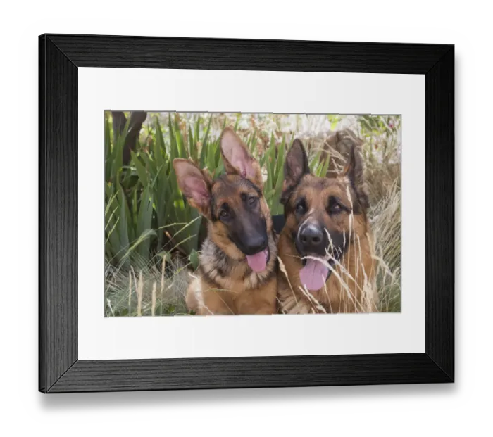 Framed Print : German Shepherd adult and puppy (PR) Framed Print : German Shepherd adult and puppy (PR)