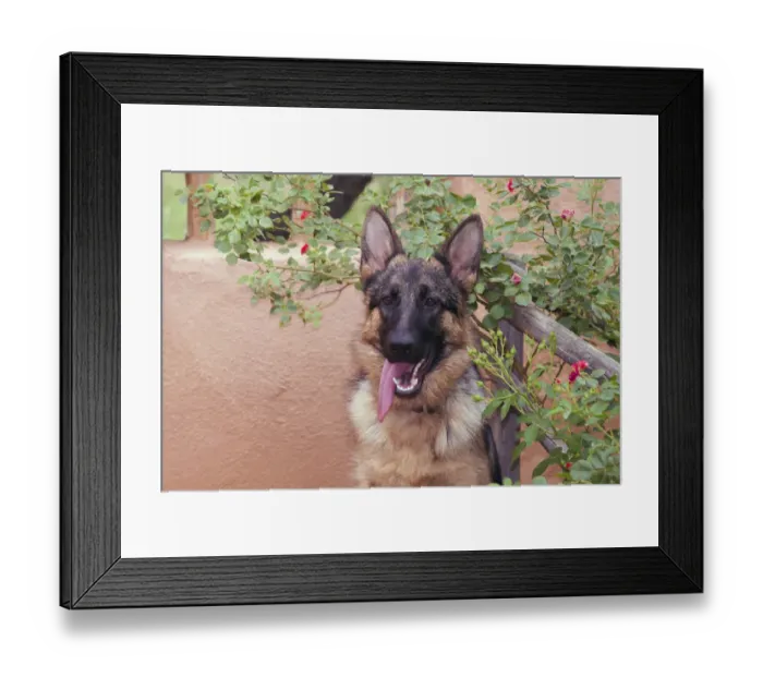 Framed Print : German Shepherd (PR) Framed Print : German Shepherd (PR)