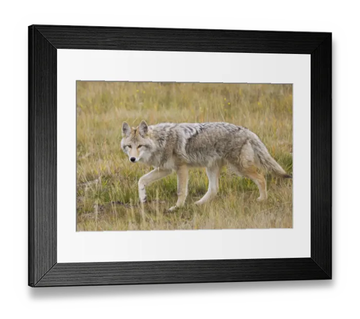 Framed Print : Coyote stalking Framed Print : Coyote stalking
