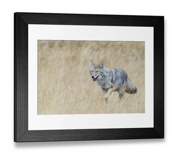 Framed Print : Coyote in autumn mountain meadow Framed Print : Coyote in autumn mountain meadow