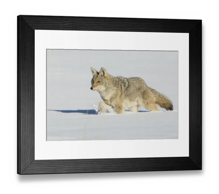 Framed Print : Coyote stalking