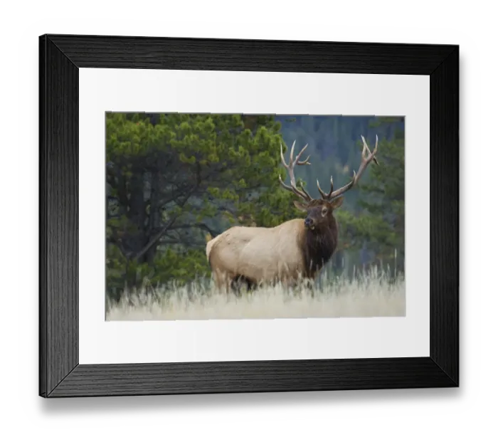 Framed Print : Rocky Mountain bull elk