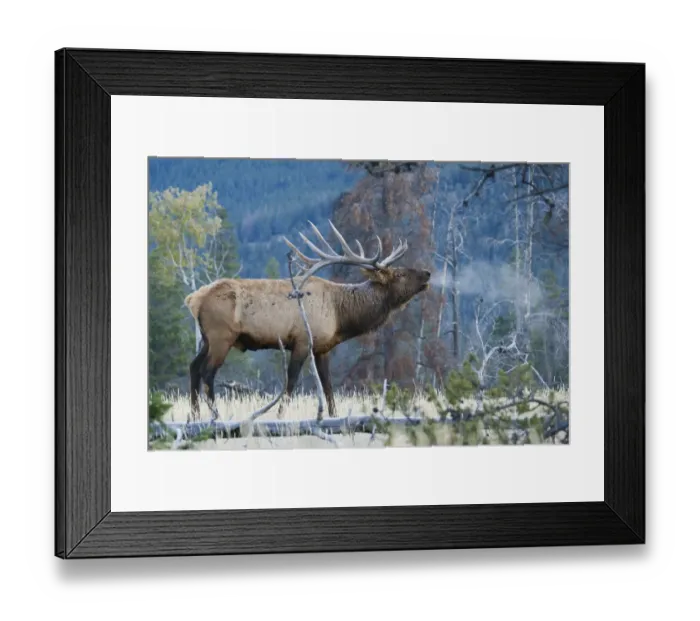 Framed Print : Rocky Mountain bull elk morning bugle Framed Print : Rocky Mountain bull elk morning bugle