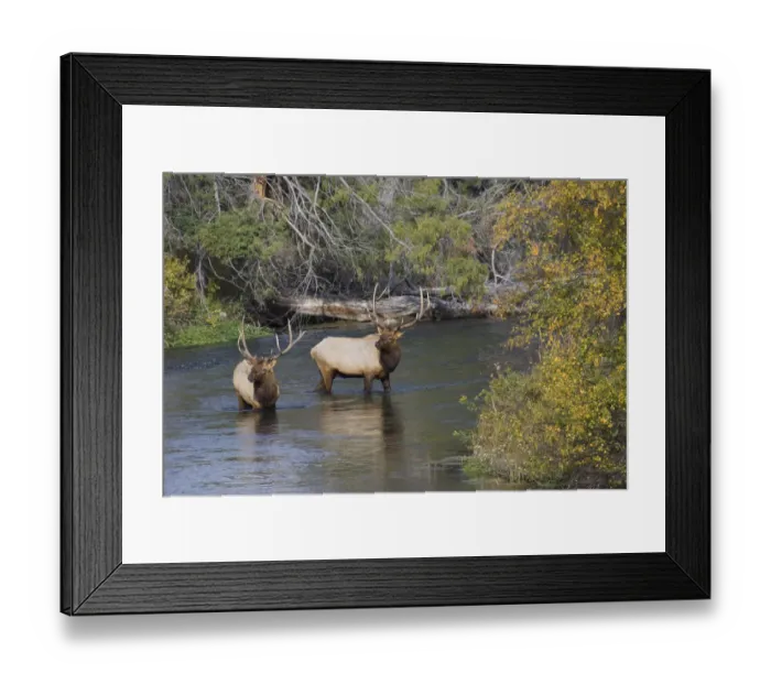 Framed Print : Bull elk crossing
